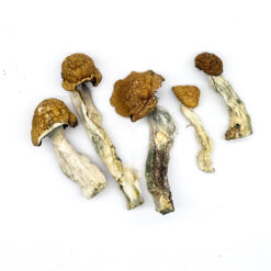 DC Mak Zauberpilze Online Kaufen