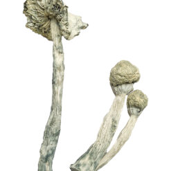 Echte Albino Lehrer Zauberpilze Kaufen