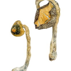 Panama Zauberpilze Kaufen