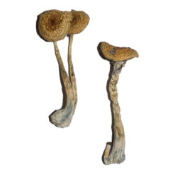 Penis Envy 6 (PE6) Zauberpilze Kaufen