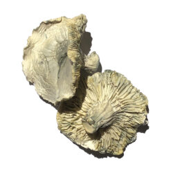 Phobos Zauberpilze Online Kaufen