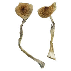 Quezon Zauberpilze Online Kaufen