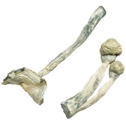 Echte Albino Lehrer Zauberpilze Kaufen